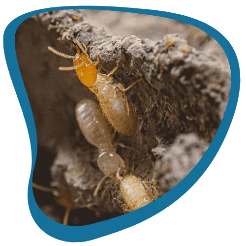 invasion termites SC-BERNON