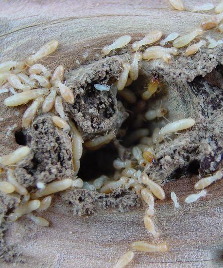 Nid termites SC-BERNON