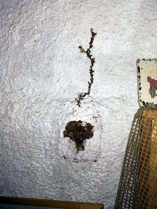 traces termites mur SC-BERNON