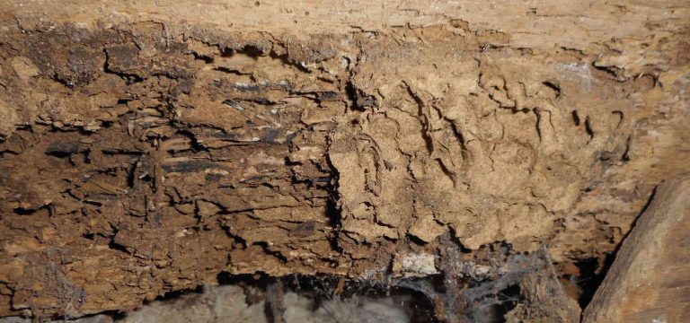Essaimage termites : Comprendre et Agir