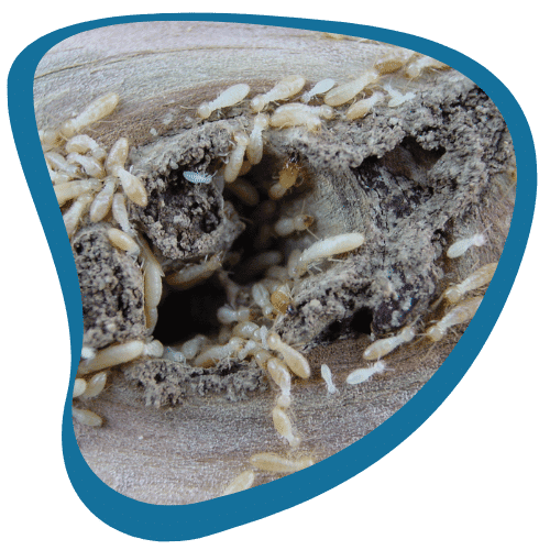 traitement bois termites sc bernon